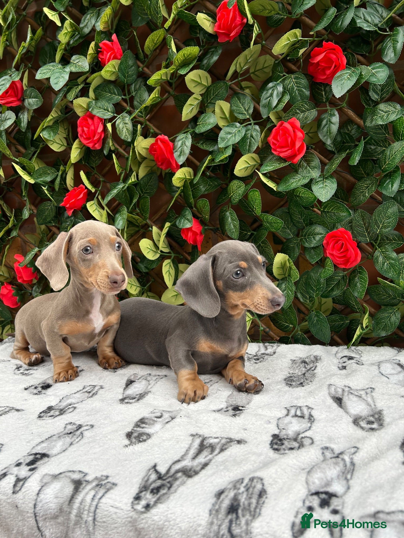Miniature Dachshund dogs READY NOW VERY PETIT MINIDAXIS KC REG PRA CLR - Advert 2