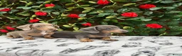 Miniature Dachshund dogs for sale: READY NOW VERY PETIT MINIDAXIS KC REG PRA CLR - Advert 5
