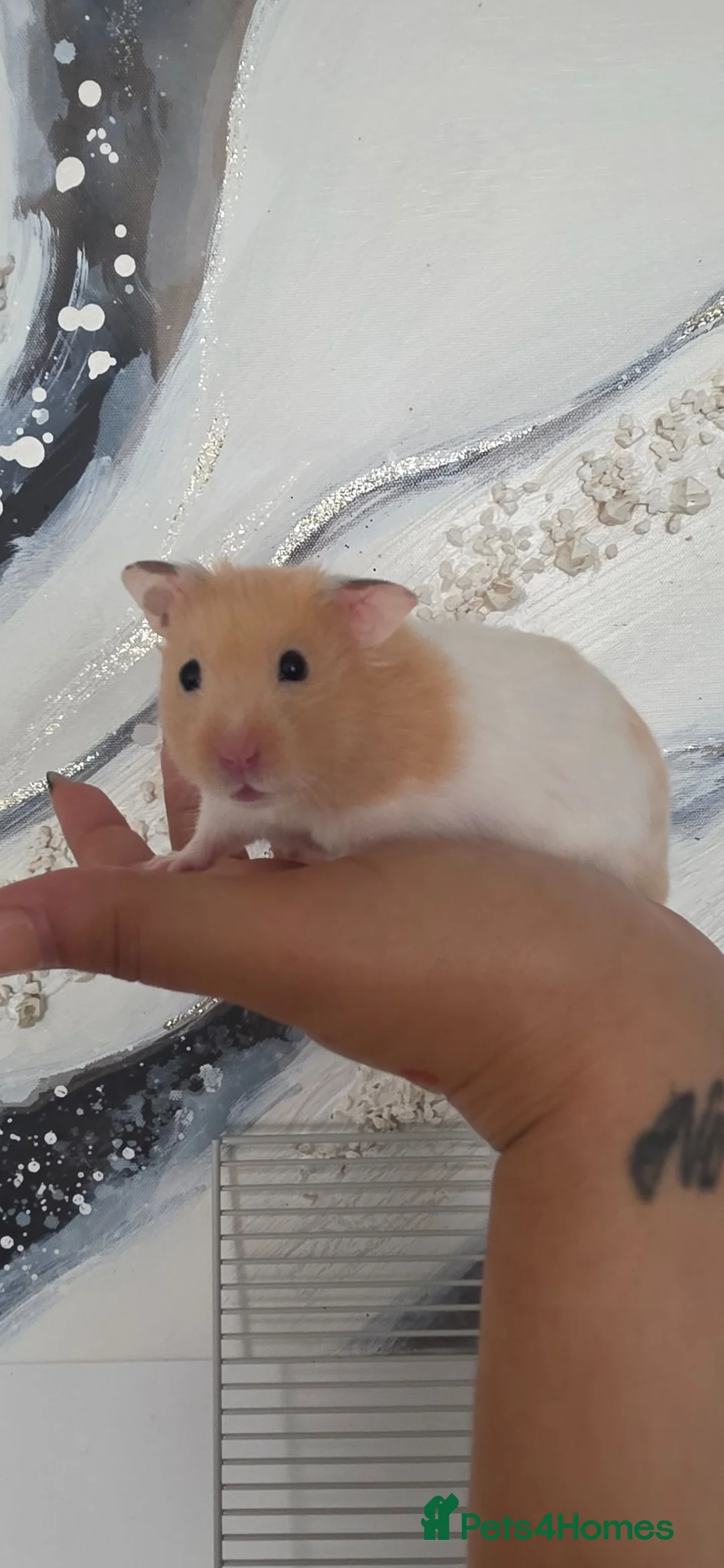 Hamster rodents for sale: 2 Syrian Hamster Including Cages And Accessories  - Advert 1