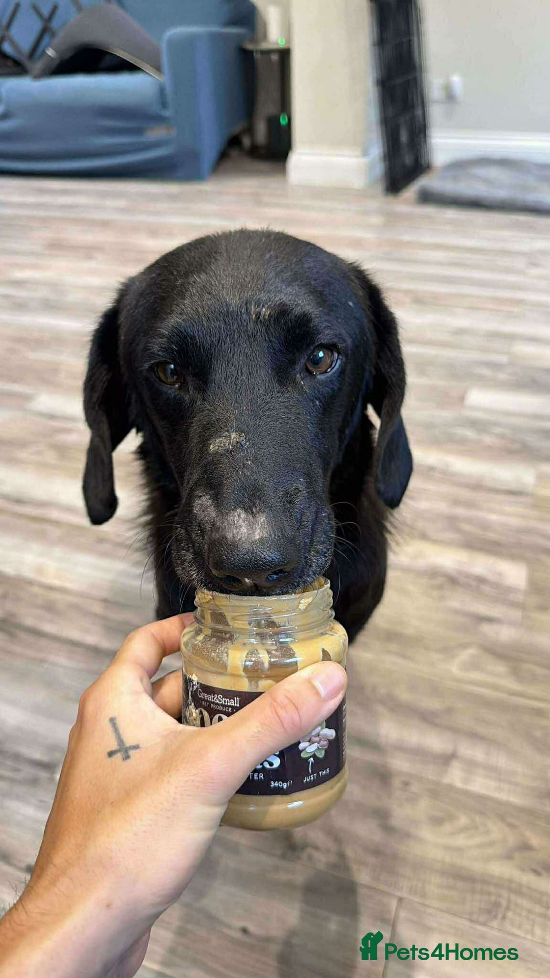 Labrador Retriever dogs for adoption: Bruno 5 lab mix Macedonian rescue  - Advert 2