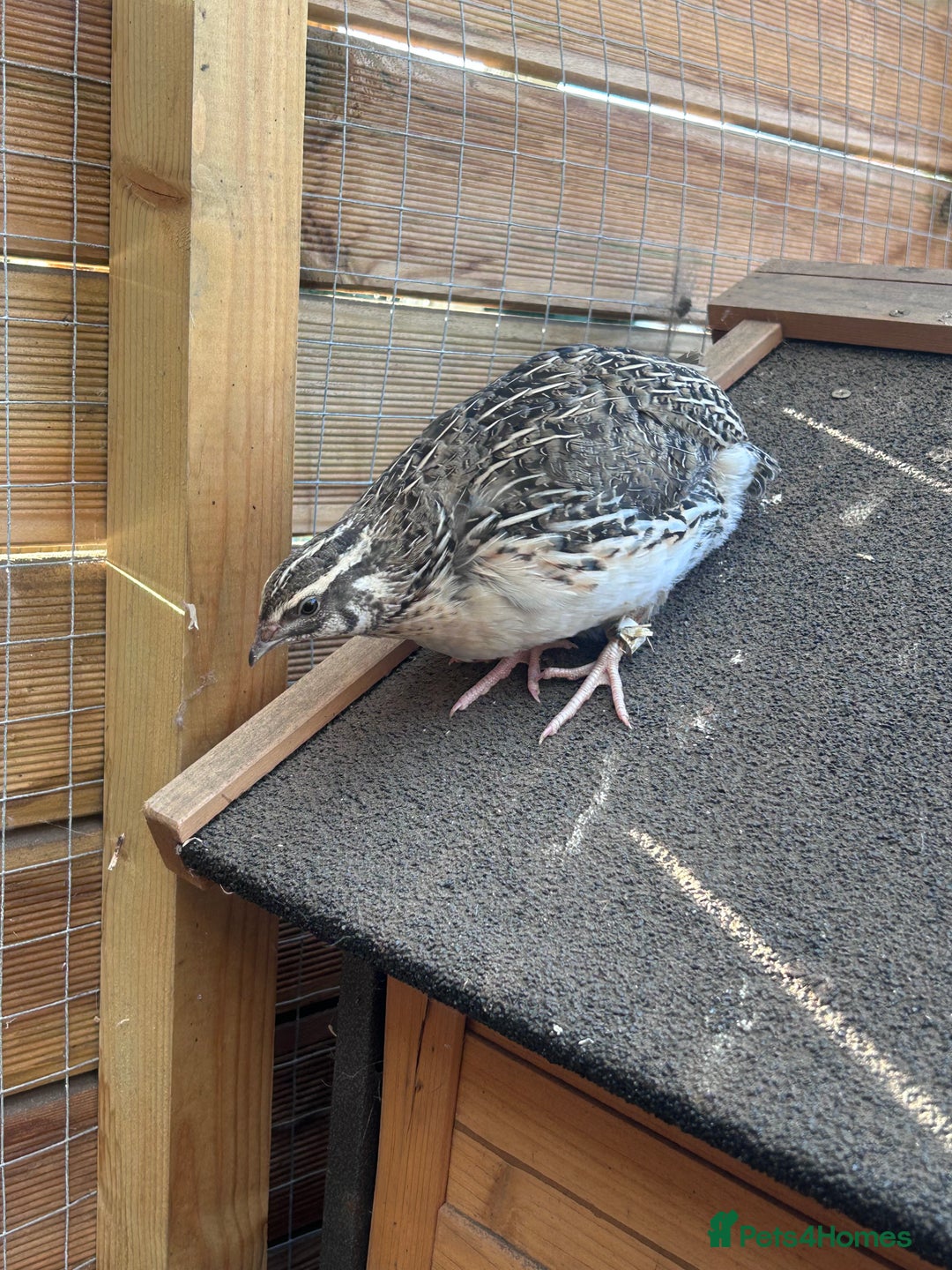 Quail poultry for sale: 4 handsome chaps! male coturnix quail  in Sudbury - Image 2