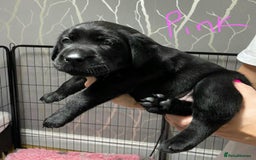 Labrador Retriever dogs for sale: Labrador puppies - Advert 10