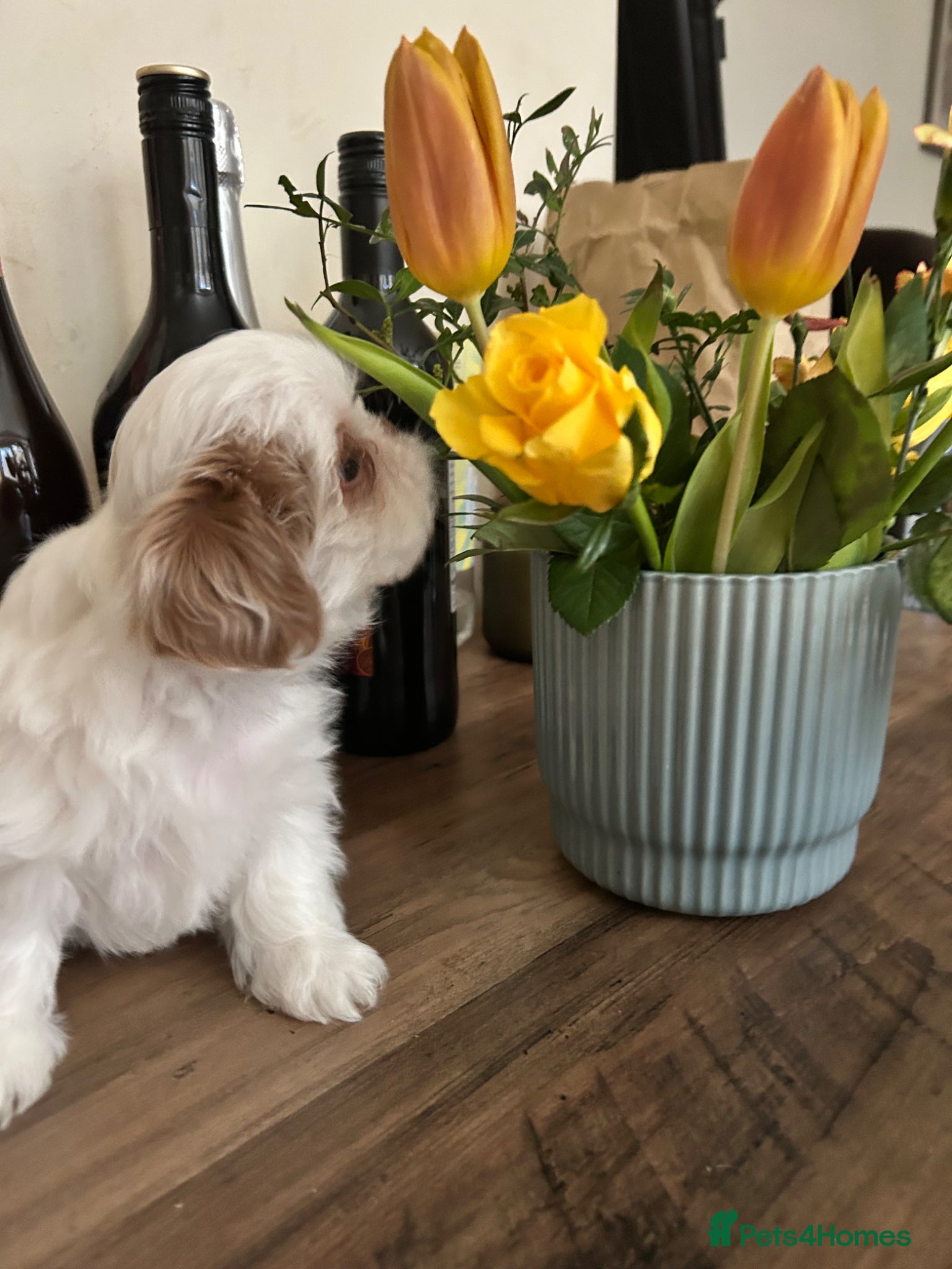 Shih Tzu dogs Quality dobie litter of KC imperial Shih Tzus  - Advert 1