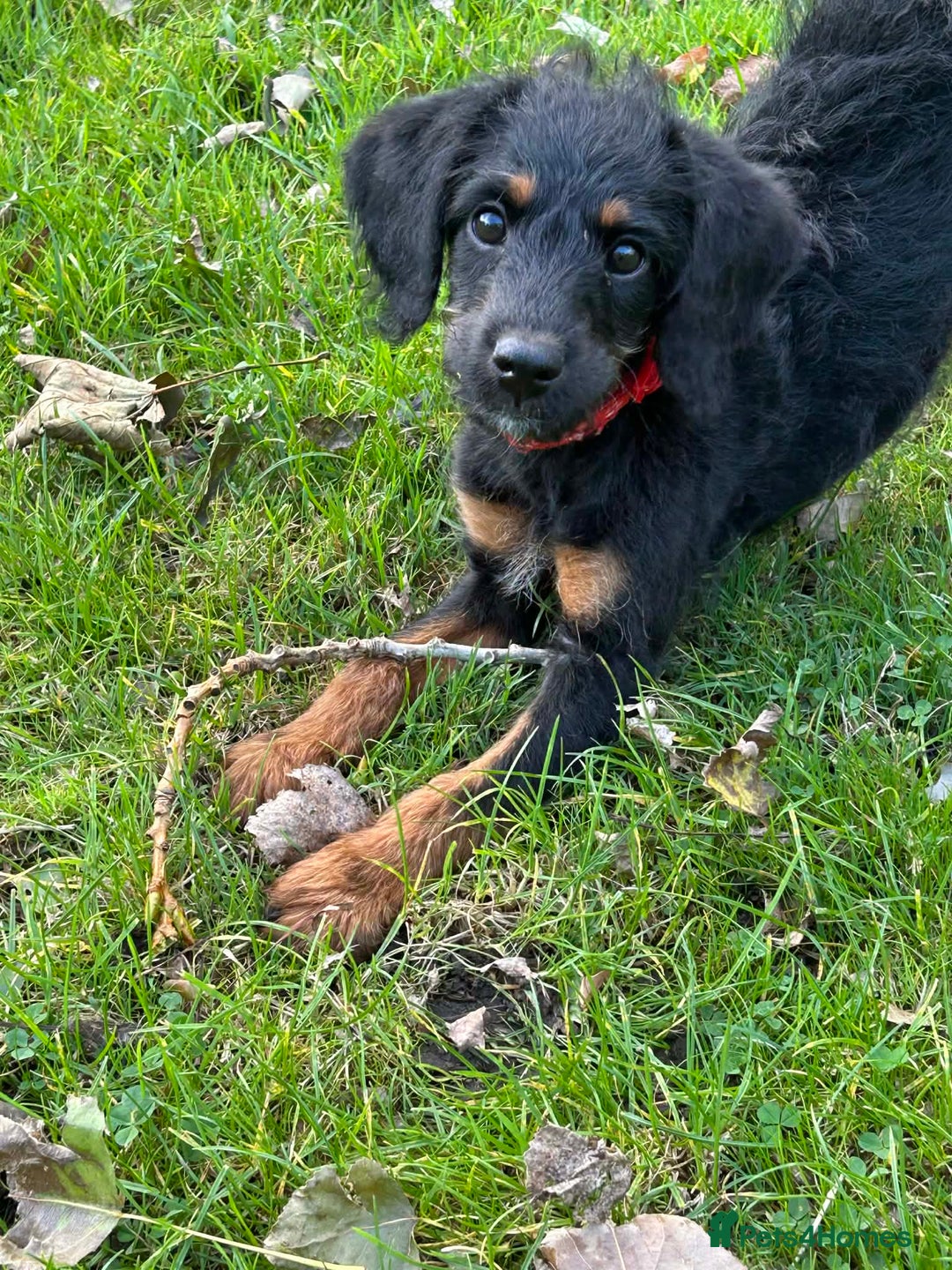 Labradoodle dogs for sale: F1B labradoodle  - Advert 1