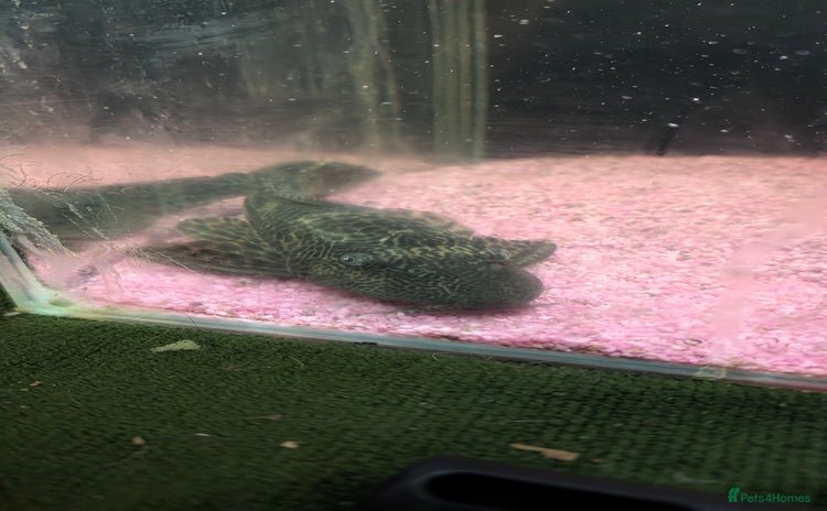 Plecos fish - Advert 2