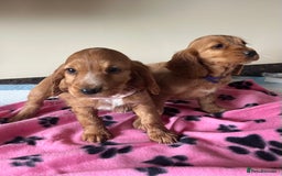 Cocker Spaniel dogs for sale: Golden show type cocker spaniel puppies  - Image 3