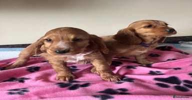 Cocker Spaniel dogs - Advert 3