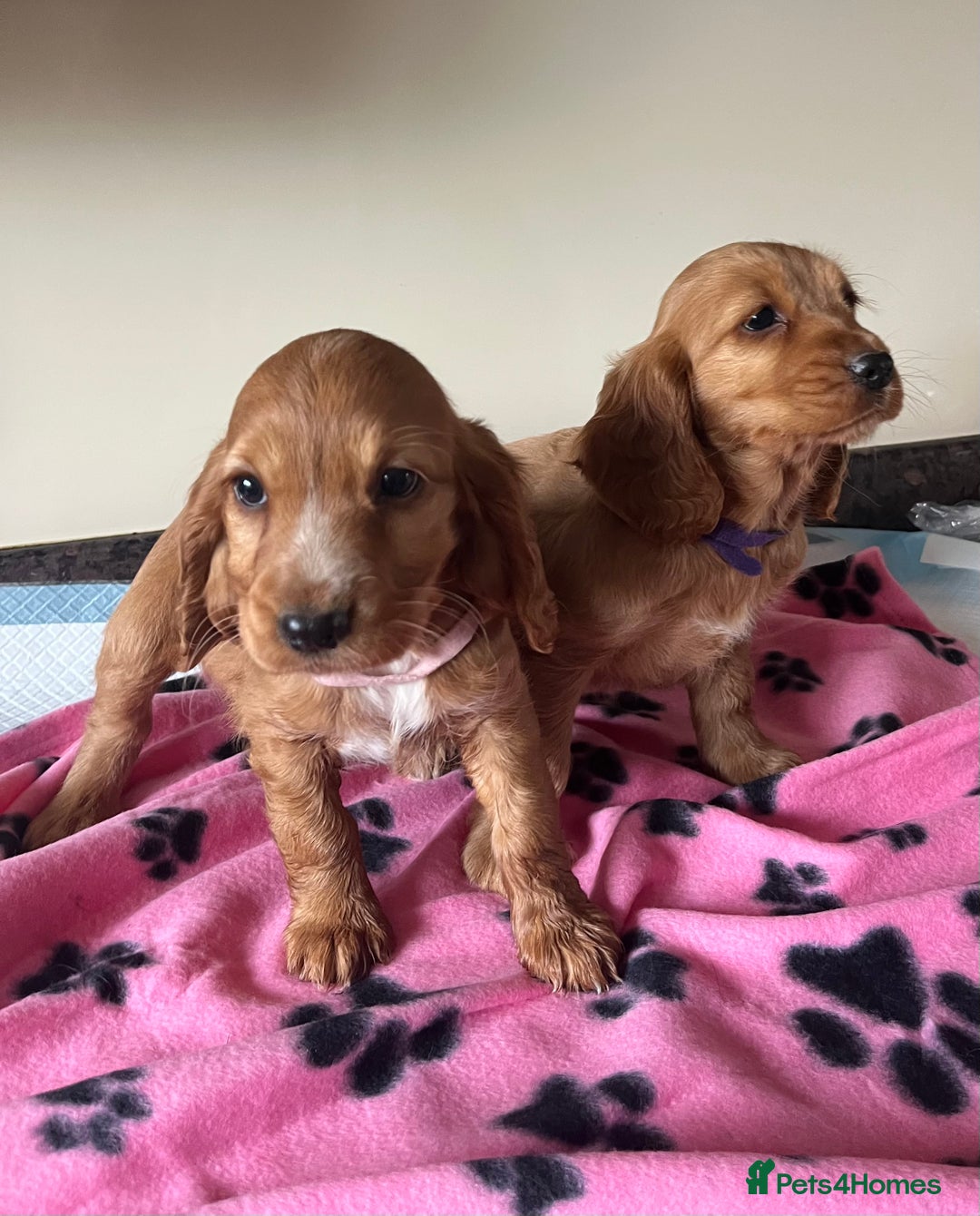 Cocker Spaniel dogs for sale: Golden show type cocker spaniel puppies  - Image 3