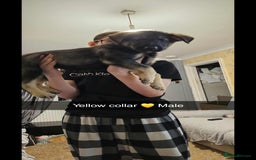 Mixed Breed dogs for sale: German Shepherd cross collie/lurcher puppies  - Image 11