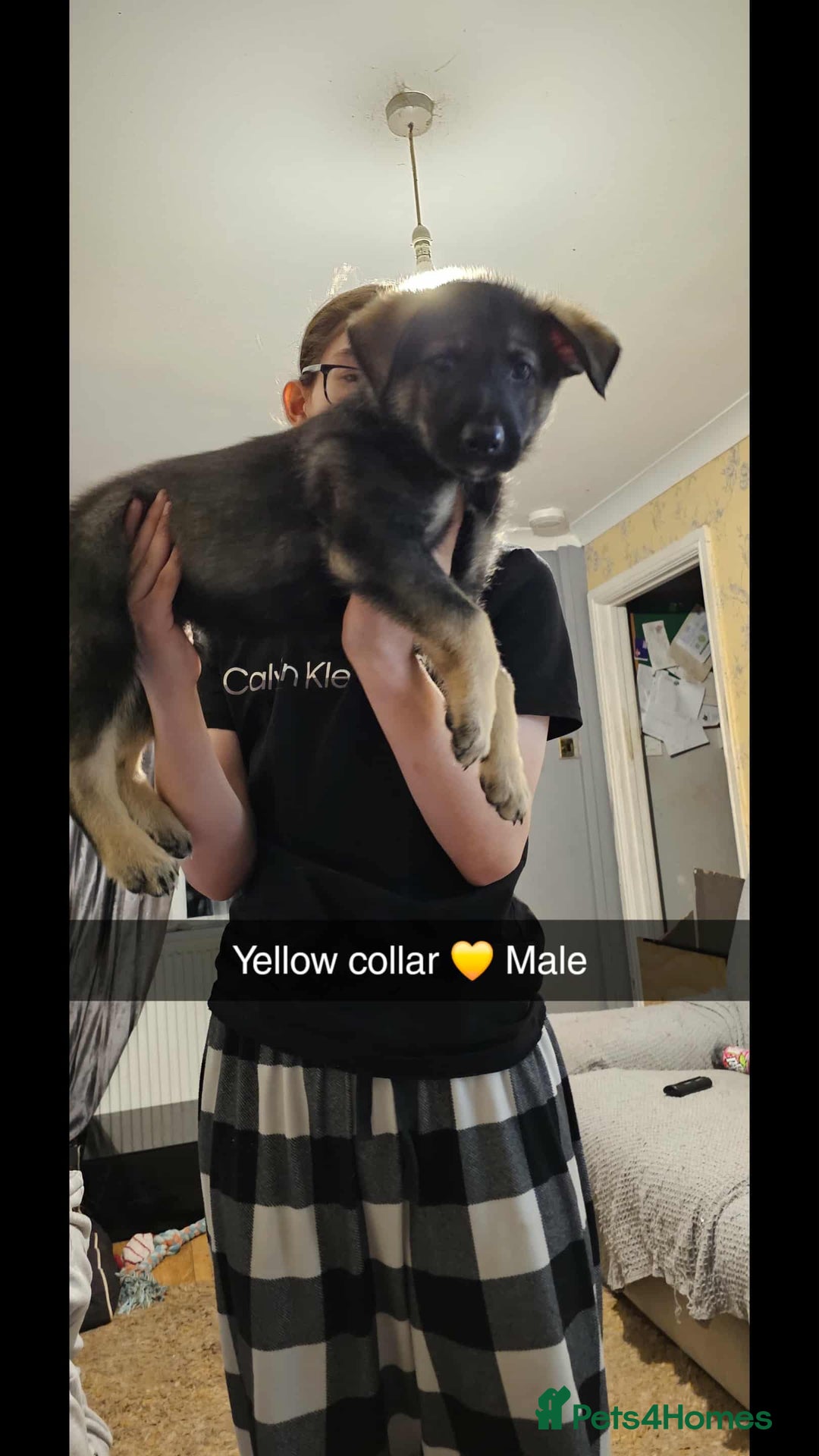 Mixed Breed dogs for sale: German Shepherd cross collie/lurcher puppies  - Image 11