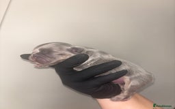 French Bulldog dogs for sale: Fluffy French Bulldog  - Image 1