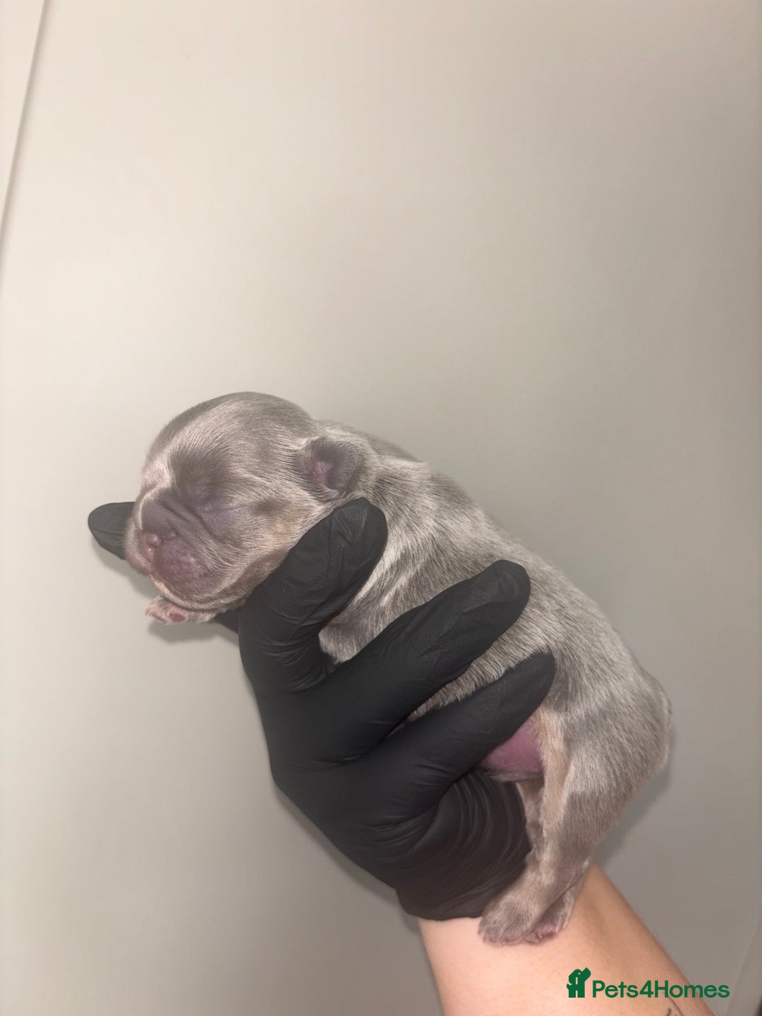 French Bulldog dogs for sale: Fluffy French Bulldog  - Image 1