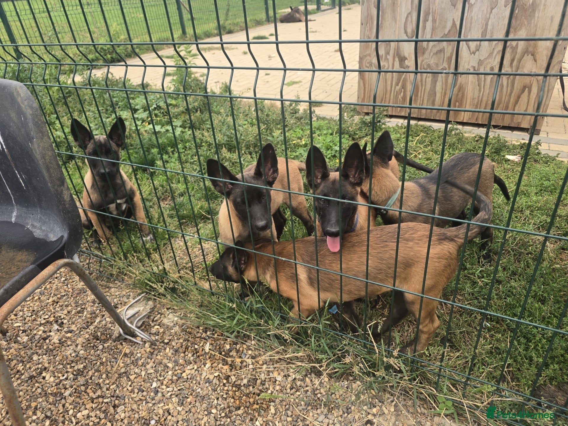Belgian Shepherd Dog dogs Belgian shepards manolis  - Advert 1