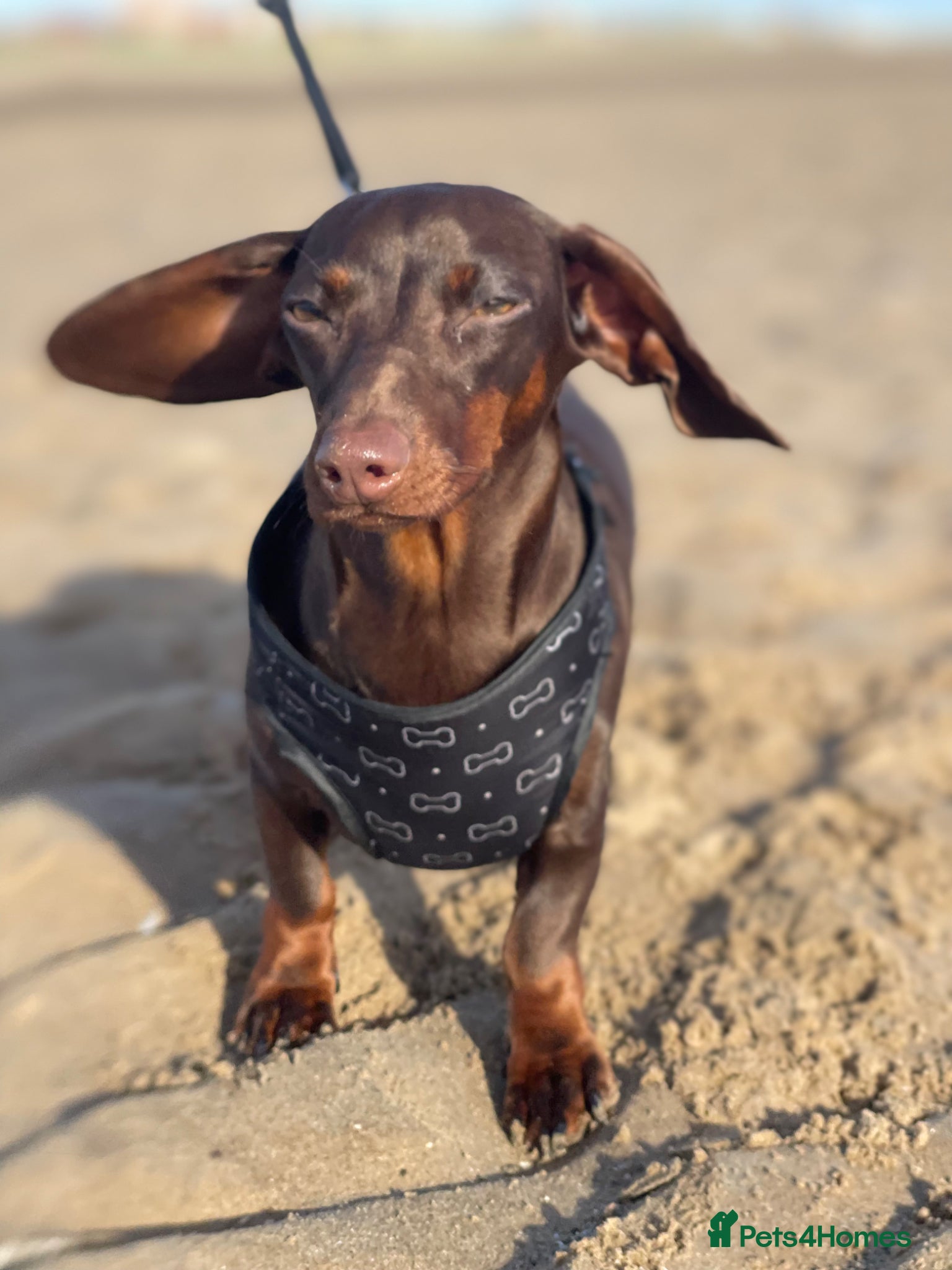 Miniature Dachshund dogs for sale: Mini dachshund - Advert 2