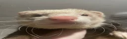 Ferret rodents for sale: Cute hob ferret for sale  - Advert 4
