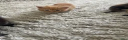 Maine Coon cats for sale: Maine coon kittens - Advert 8