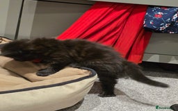 British Longhair cats for sale: 7 kittens boys and girls. British longhair cross  - Image 7