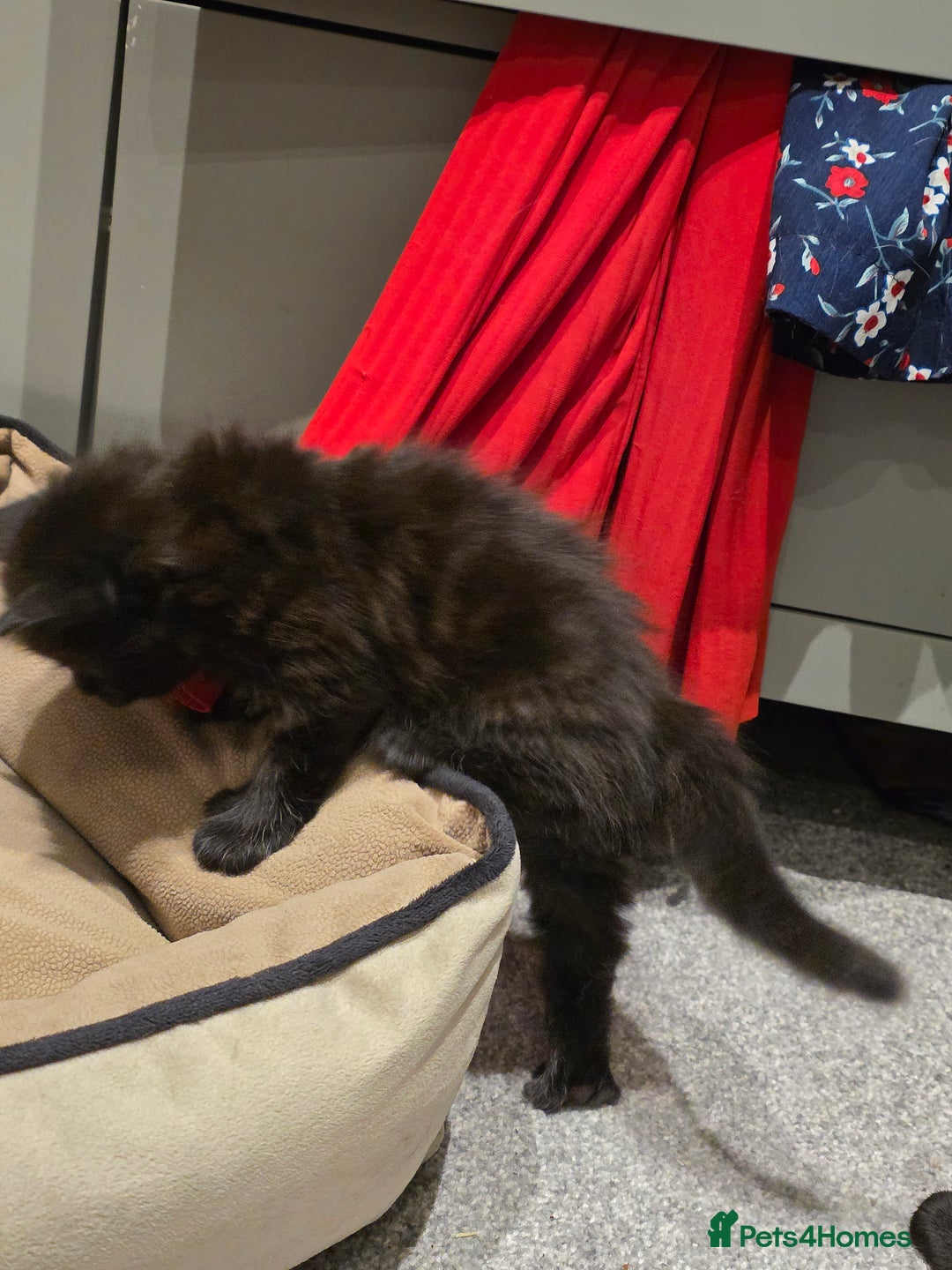 British Longhair cats for sale: 7 kittens boys and girls. British longhair cross  - Image 7