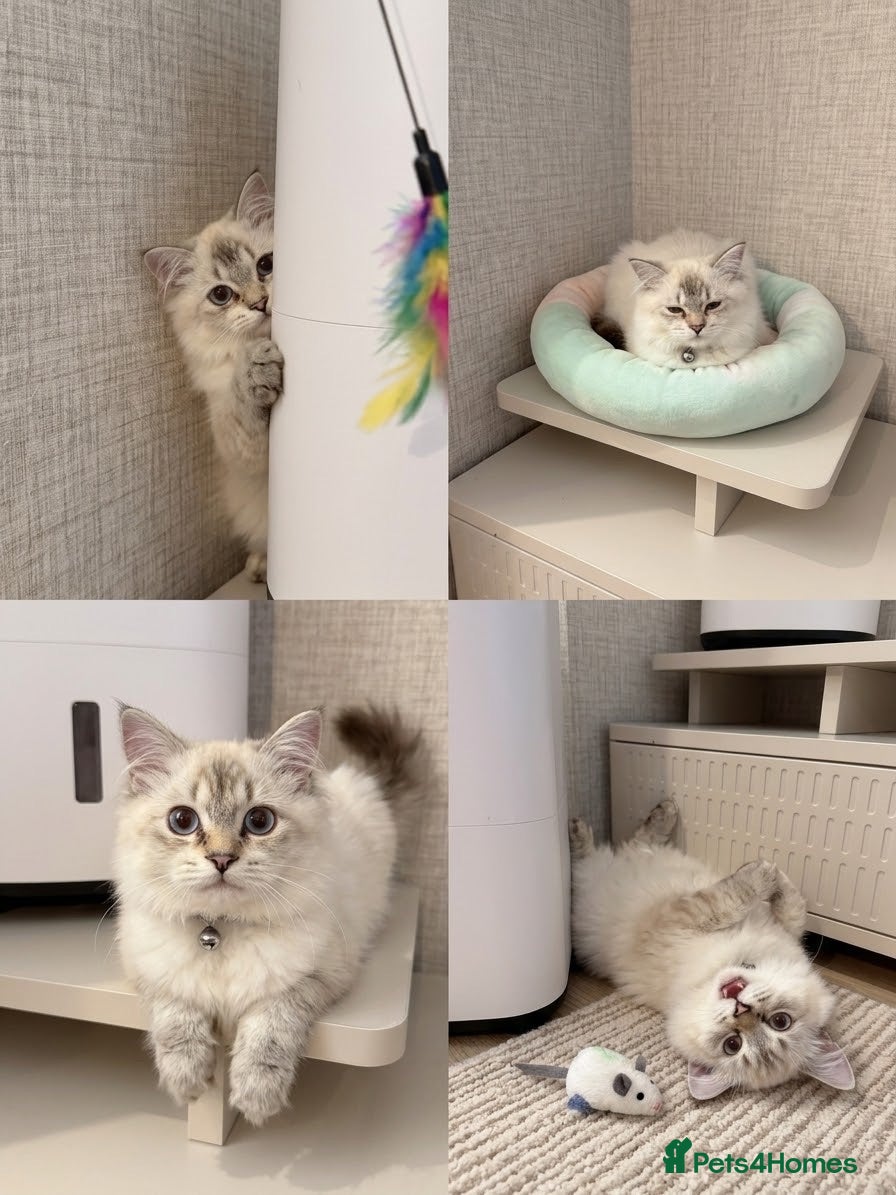 British Longhair cats Ragdoll x Scottish Longhair blue eye kitten - Advert 17