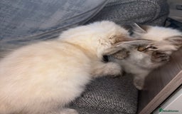 Ragdoll cats for sale: Ragdoll X bengals  - Image 14