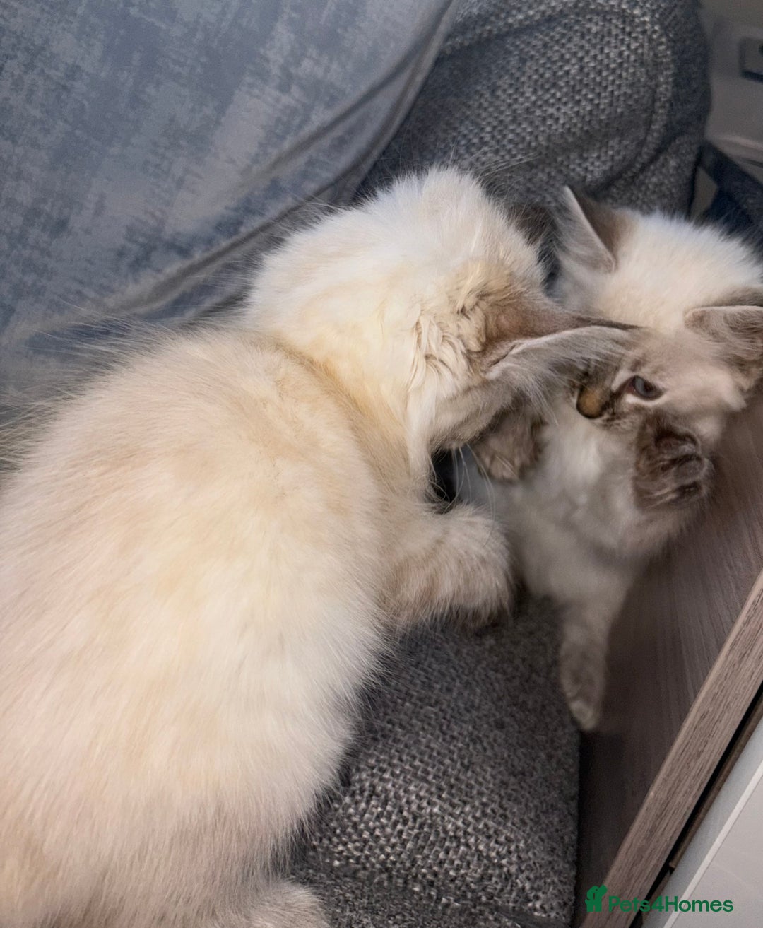 Ragdoll cats for sale: Ragdoll X bengals  - Image 14