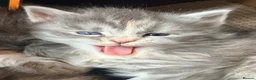 Maine Coon cats for sale: Tica registered 4 female mainecoons left,  polys - Advert 9