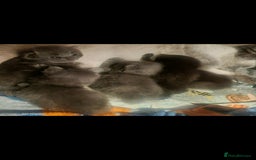 Scottish Fold cats for sale: Beautiful Scottishsh fold kittens  - Image 6