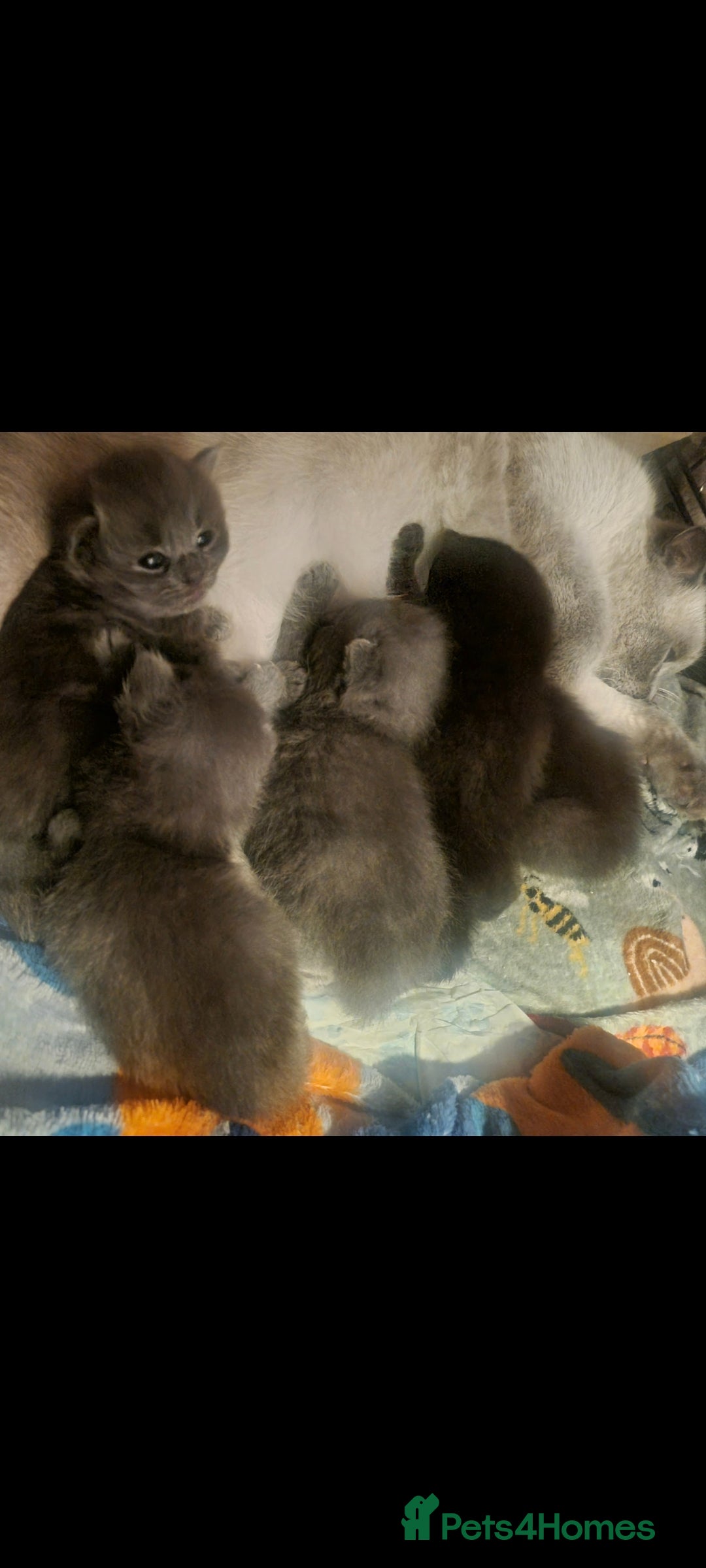 Scottish Fold cats for sale: Beautiful Scottishsh fold kittens  - Image 6