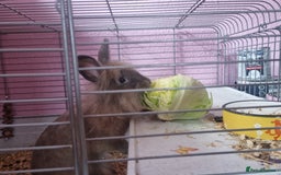 Angora rabbits for sale: Female angora with cage and accessories  - Image 5