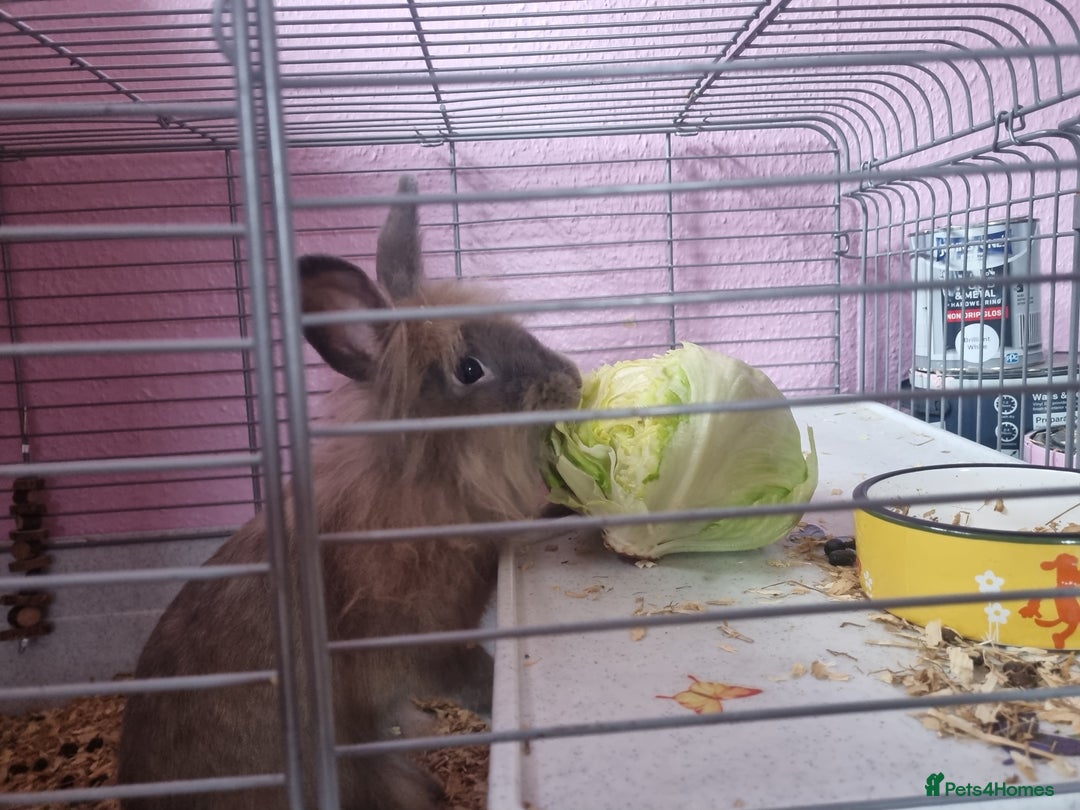 Angora rabbits for sale: Female angora with cage and accessories  - Image 5