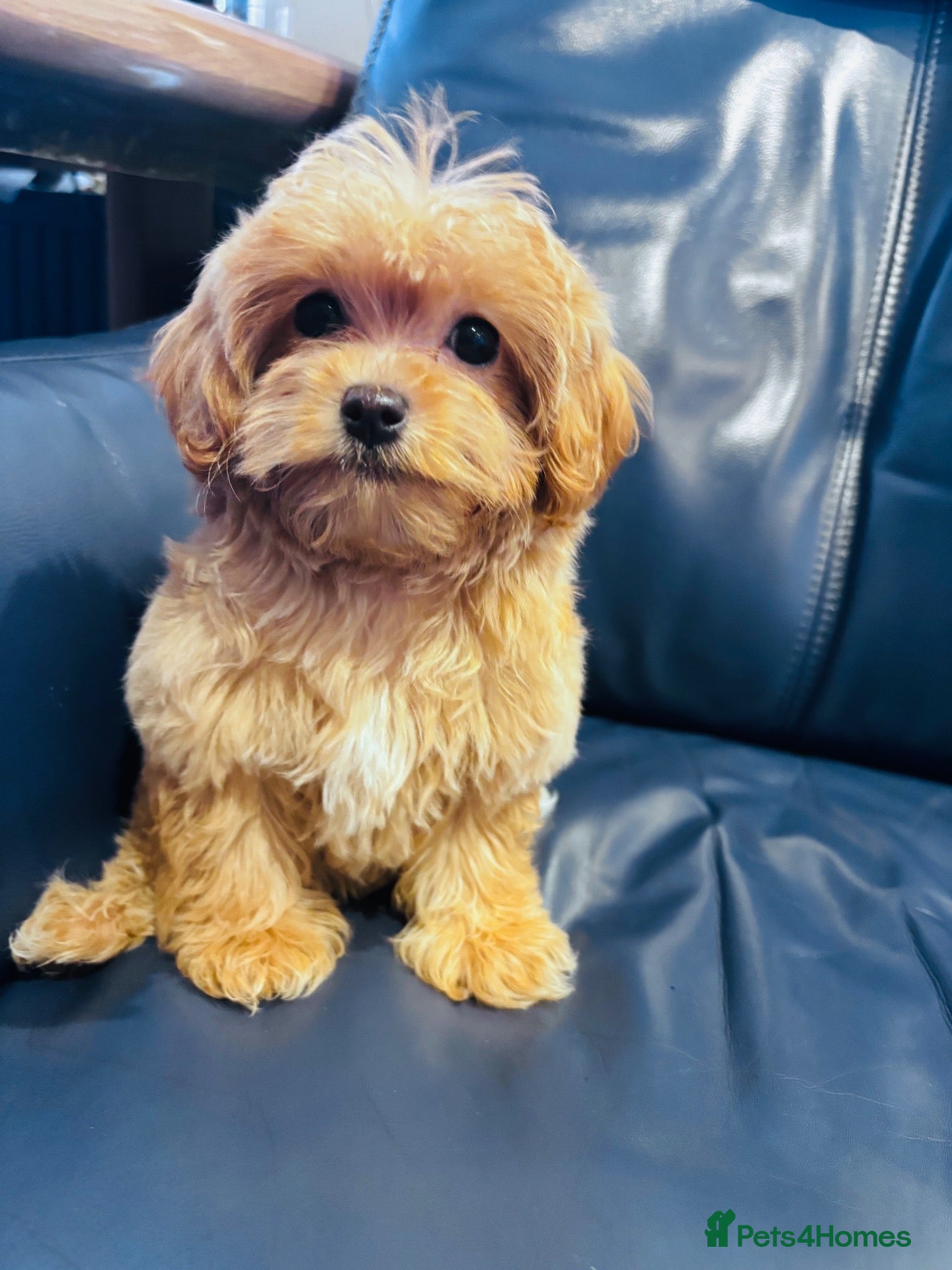 Maltipoo dogs  **  Miny Maltipoo – Beautiful Teddy Bear Face - Advert 1