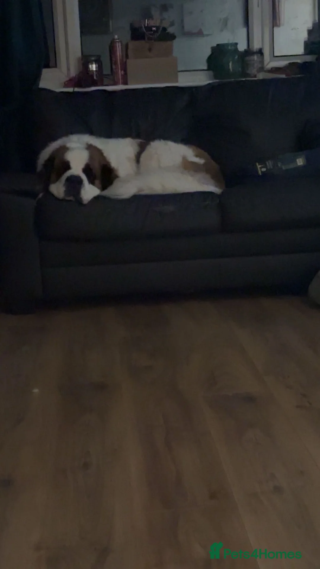 Saint Bernard dogs for sale: Female 2 year old Saint Bernard  - Advert 2