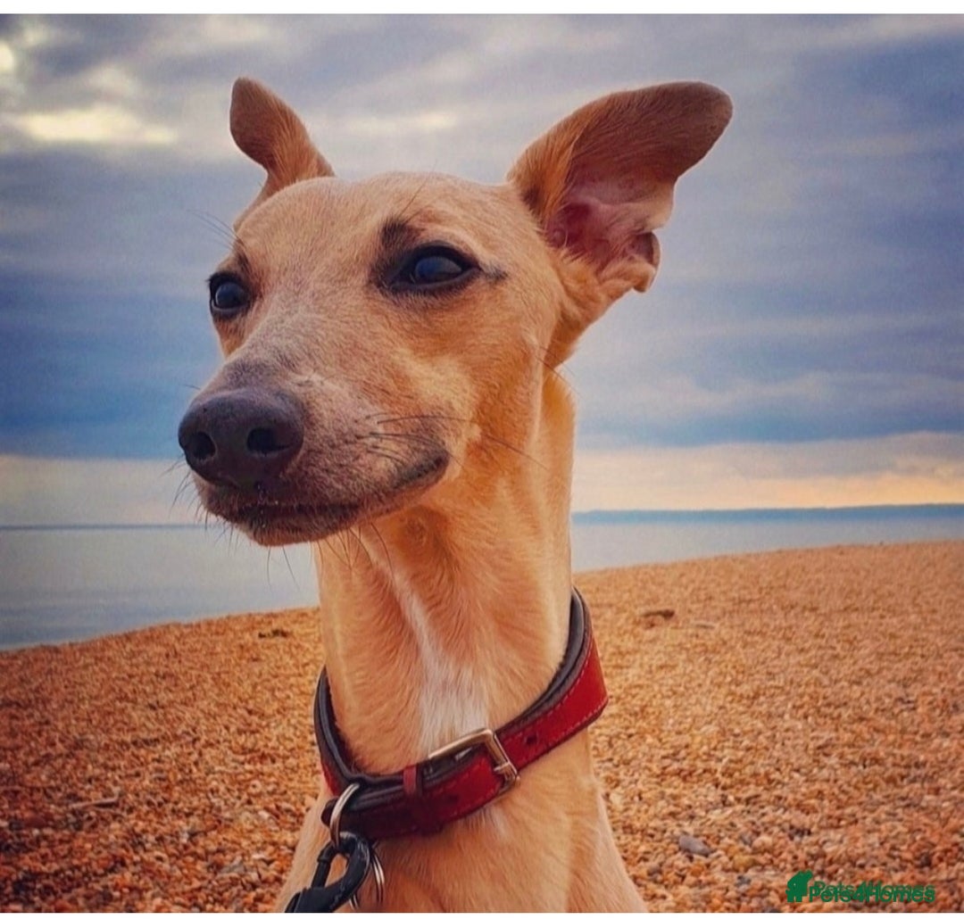 Whippet dogs for sale: Champion KC whippet puppies  - Advert 10