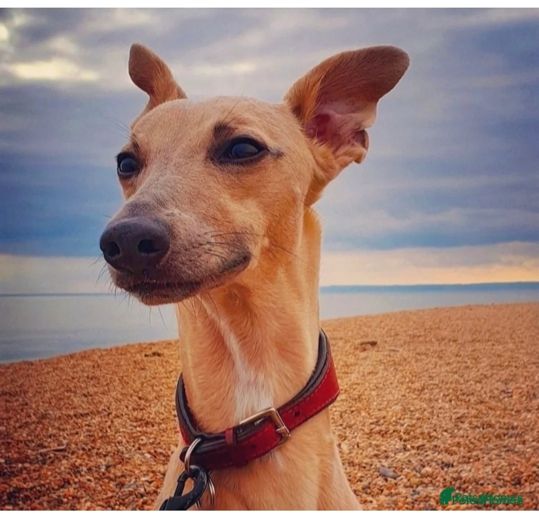 Whippet dogs for sale: READY NOW. Champion KC whippet pup LAST GIRL 💕  - Advert 11