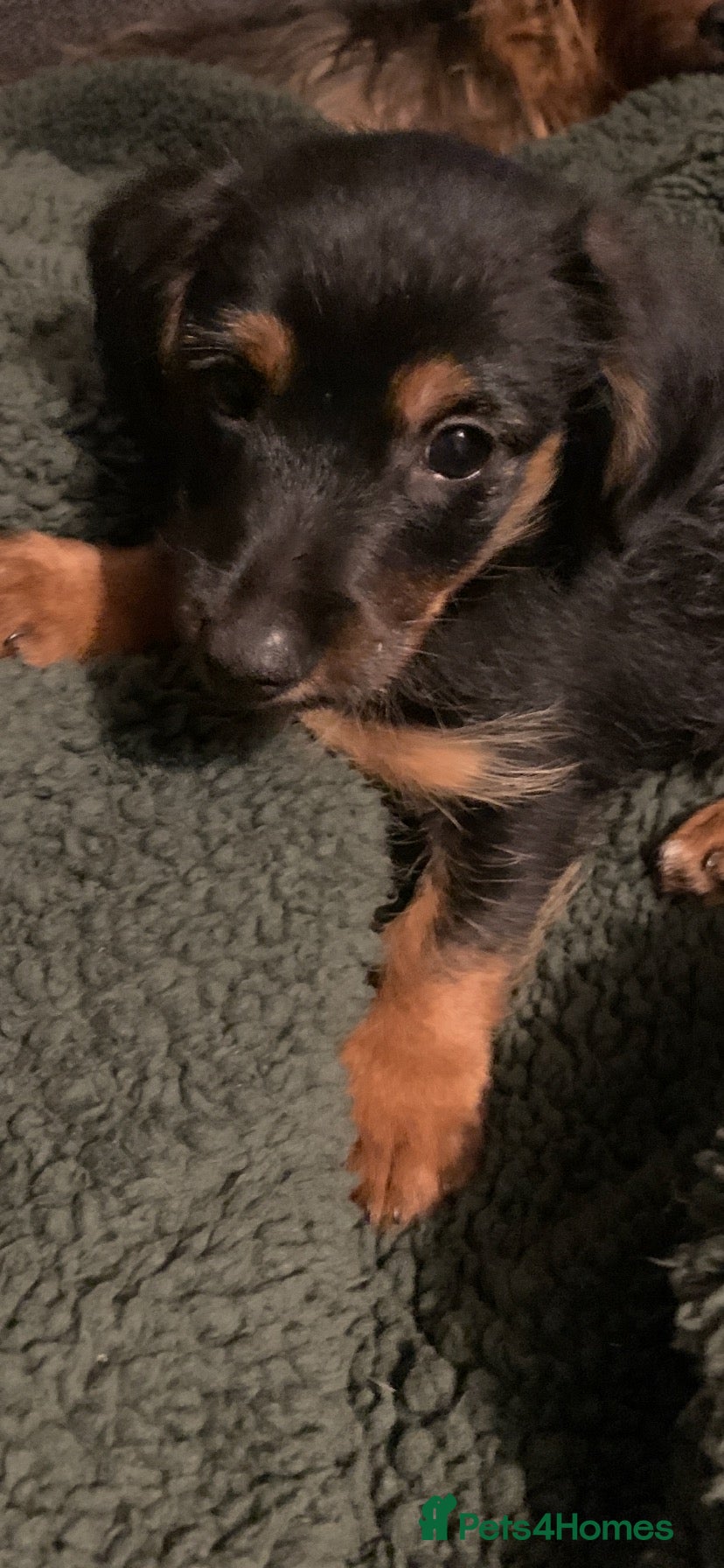Mixed Breed dogs Yorkshire terrier x LAST BOY  - Advert 24