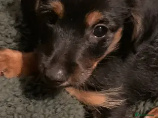 Mixed Breed dogs Yorkshire terrier x LAST BOY - Advert 24