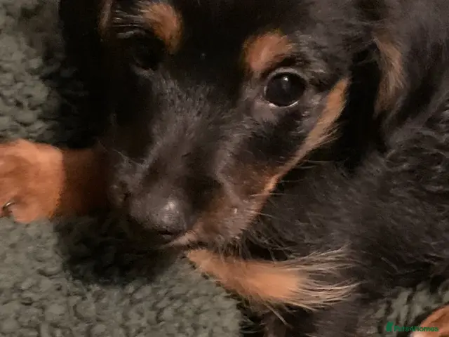 Mixed Breed dogs Yorkshire terrier x LAST BOY - Advert 13