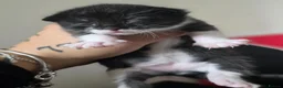 Mixed Breed cats for sale: 3 beautifuk kittens - Advert 9