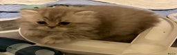 British Shorthair cats for sale: Purebred amazing BSH kittens - Advert 15