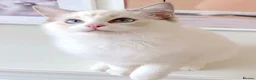 Ragdoll cats for sale: INDOOR GCCF REG CHOCOLATE LILAC RAGDOLL KITTENS - Advert 9