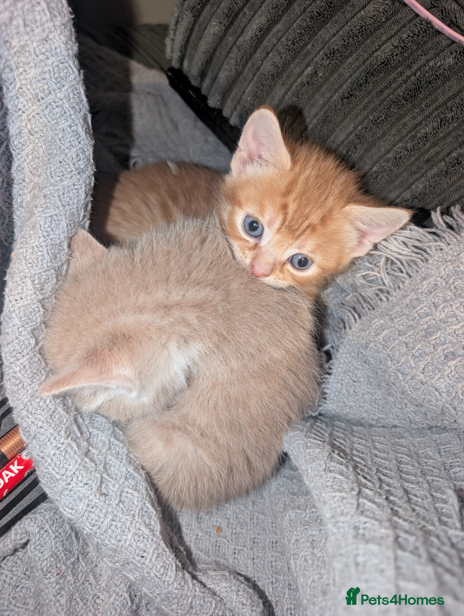 British Shorthair cats 3 adorable 8-week old kittens  - Advert 1