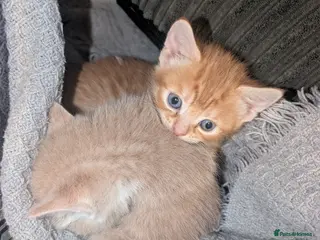 British Shorthair cats 3 adorable 8-week old kittens - Advert 1