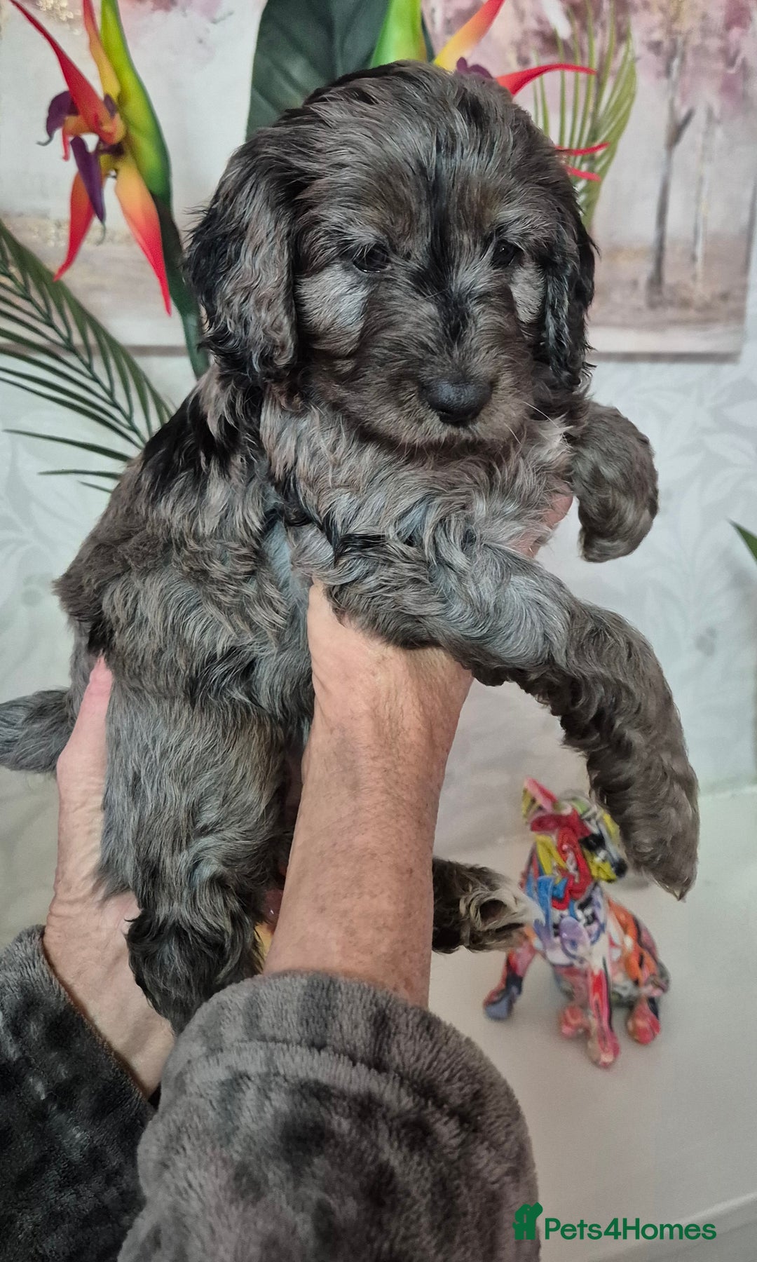 Cockapoo dogs for sale: F1b mini cockapoos  - Advert 7