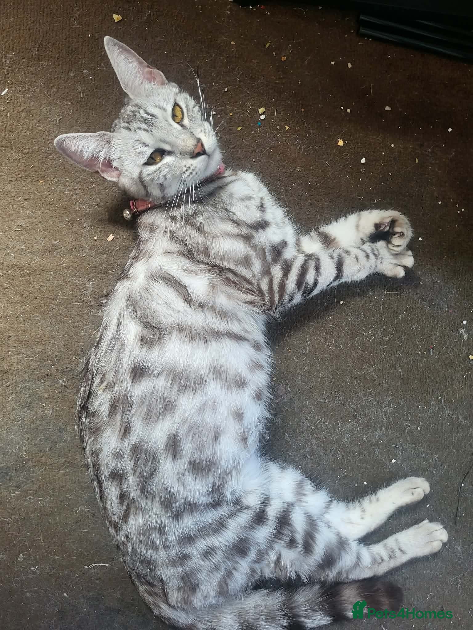 Bengal cats X2 female begal kittens - Advert 17