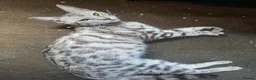 Bengal cats for sale: X2 female begal kittens - Advert 1