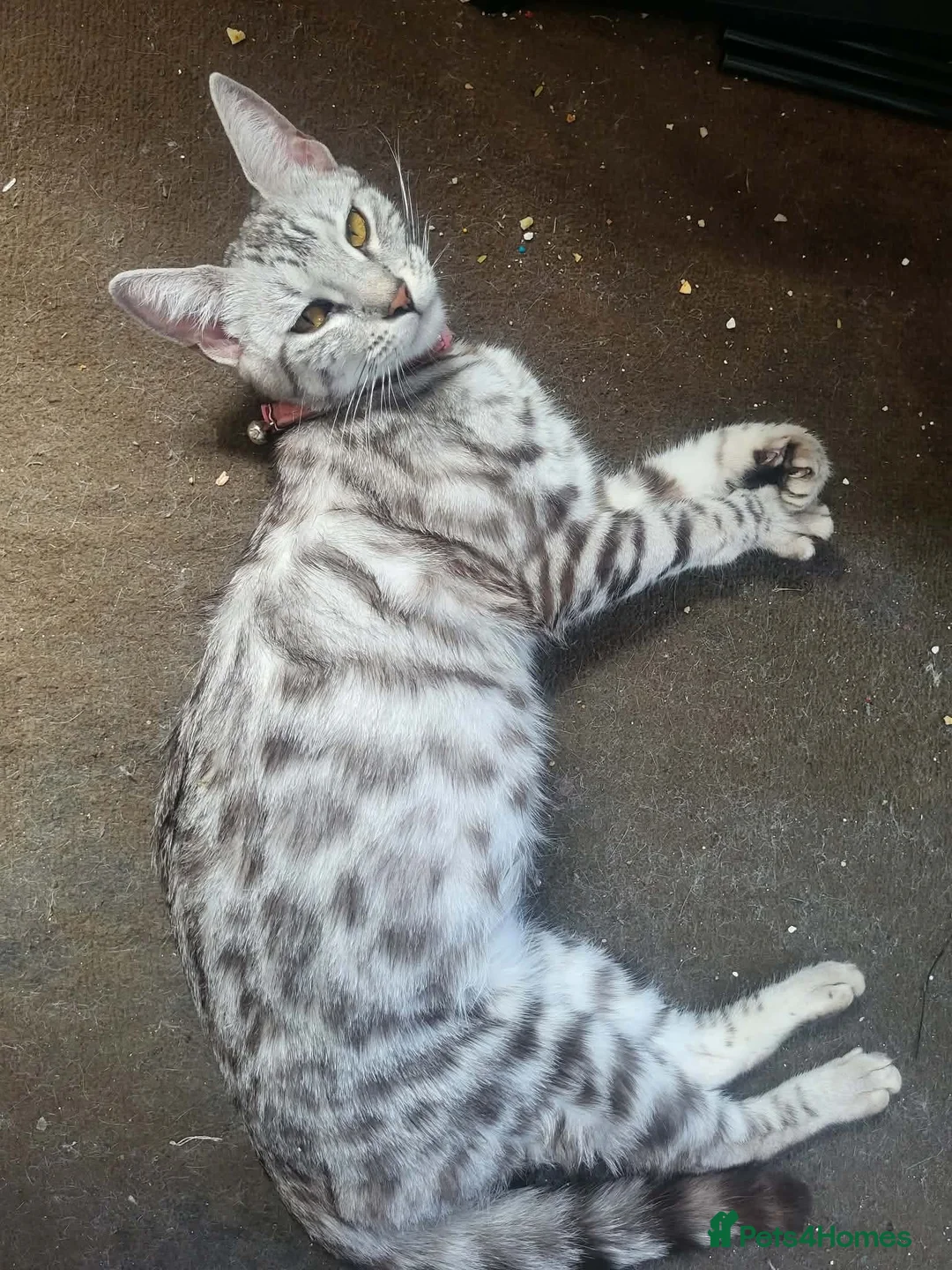Bengal cats for sale: X2 female begal kittens - Advert 1