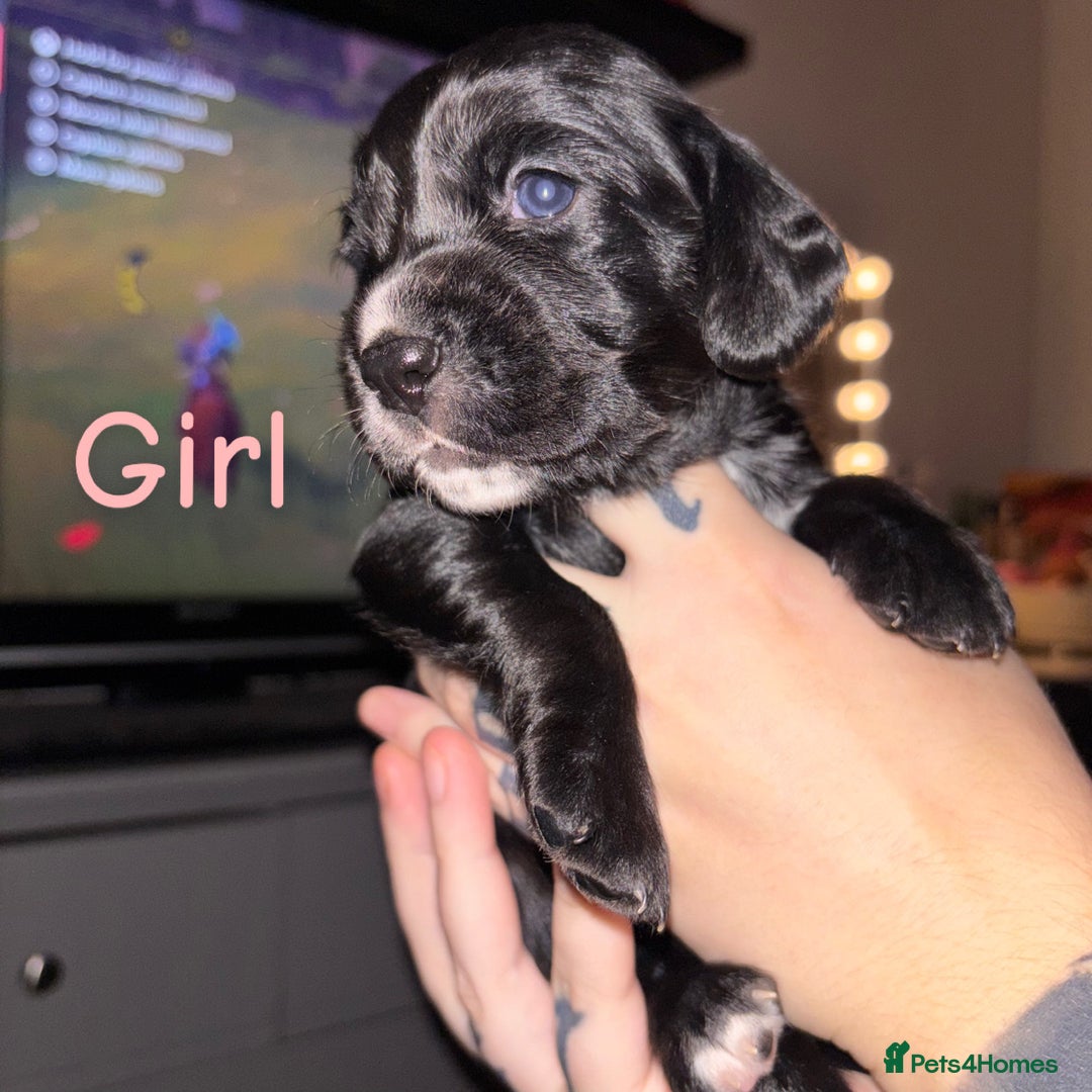 Cockerdor dogs for sale: Last 2 remaining cockerdors   - Advert 5