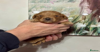 Cavapoo dogs - Advert 5