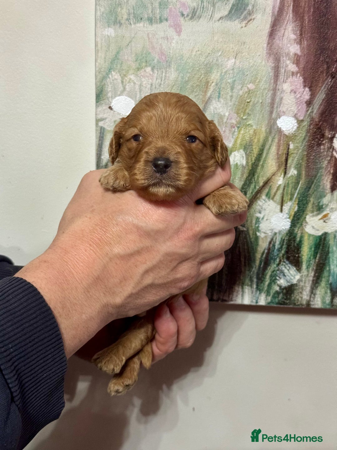 Cavapoo dogs for sale: 1 girl red Cavapoo babies looking for families  - Advert 4