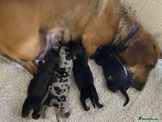 Dachshund dogs Adorable Dachshund Puppies - Advert 1